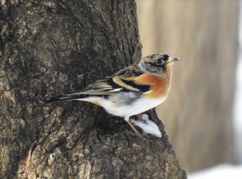 Юрок (fringilla montifringilla).