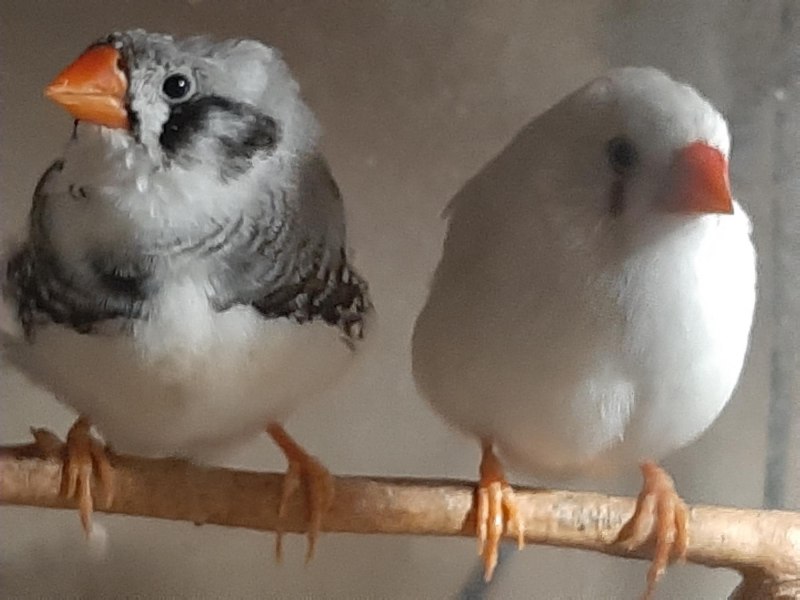 Амадины тигровые