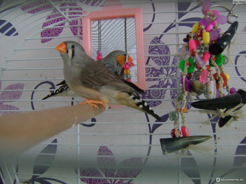Амадины японские и зебровые