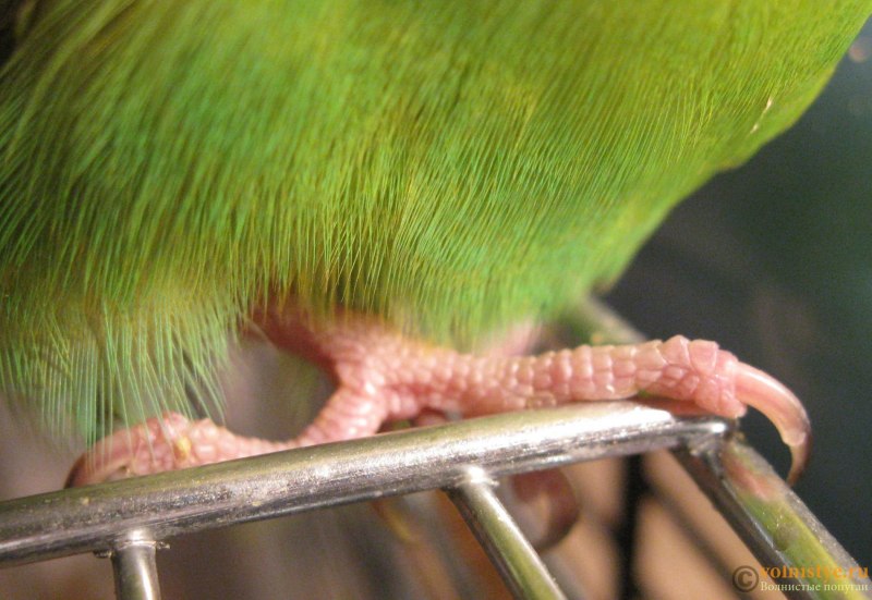 Волнистый попугай Budgie