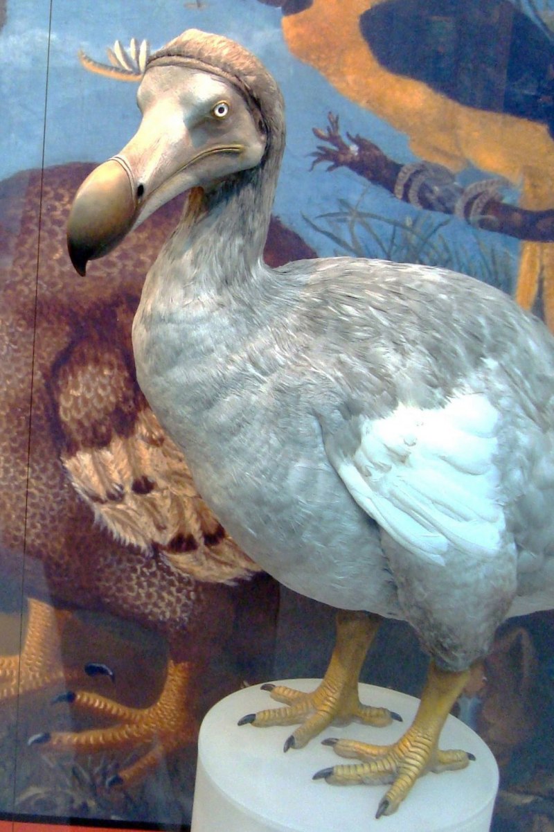 Дронт Raphus cucullatus