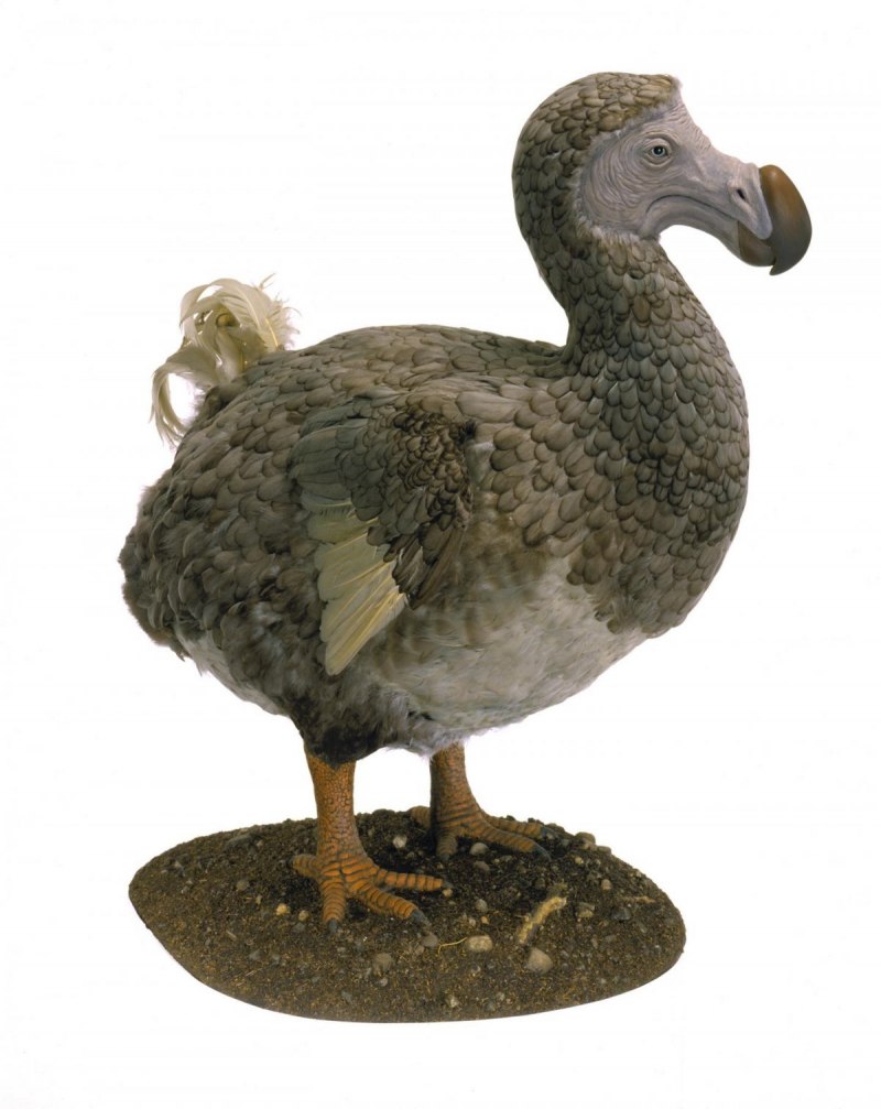 Дронт Raphus cucullatus