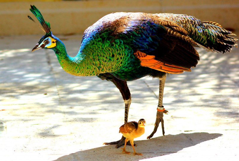 Зелёный Павлин / Pavo muticus