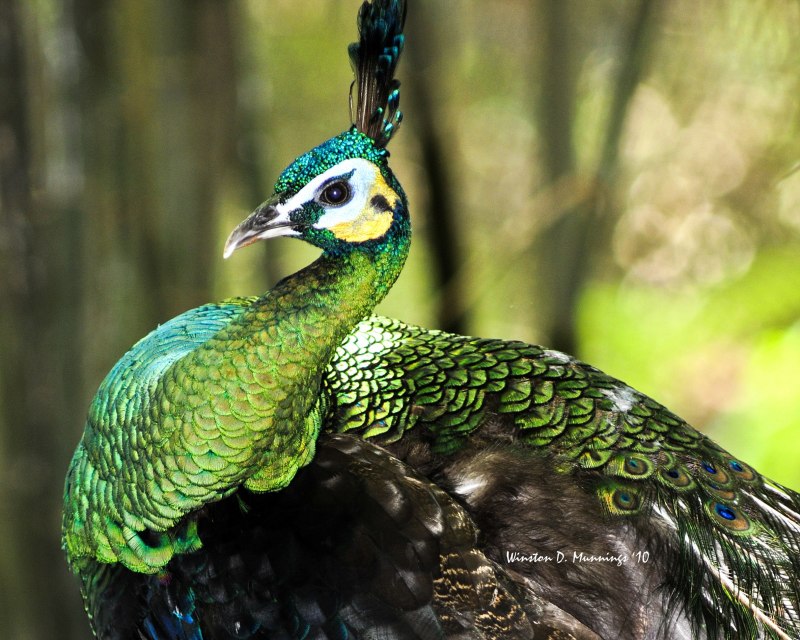Зелёный Павлин / Pavo muticus