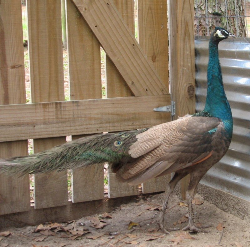 Зелёный Павлин / Pavo muticus