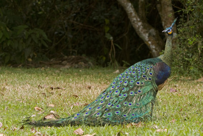 Зелёный Павлин / Pavo muticus