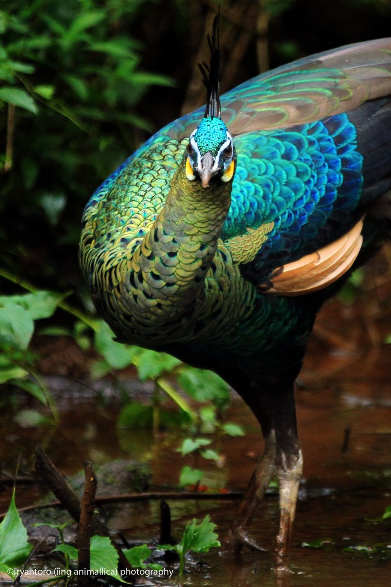 Spalding Peacock
