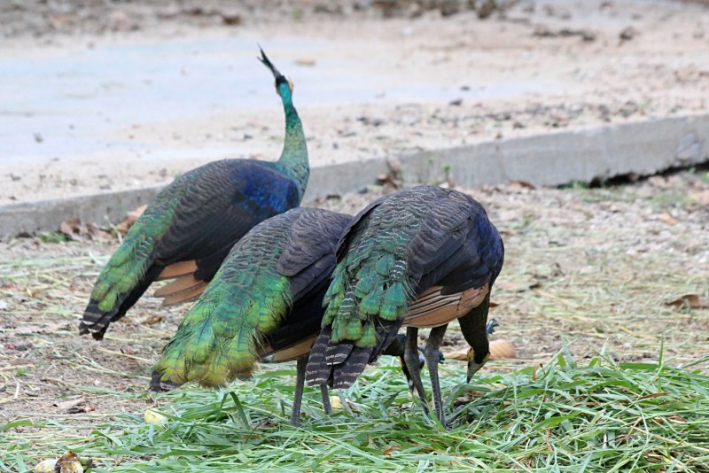 Green Peafowl