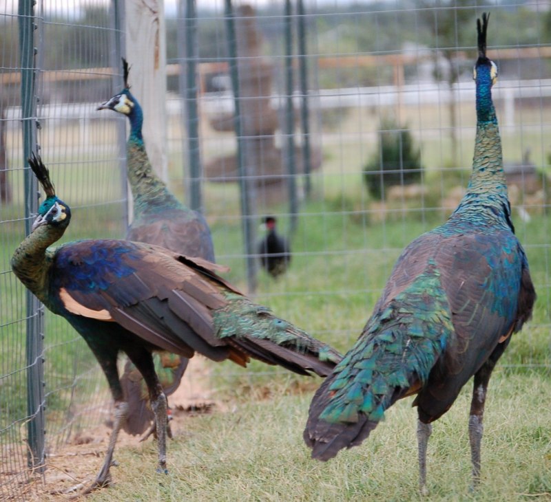 Зелёный Павлин / Pavo muticus