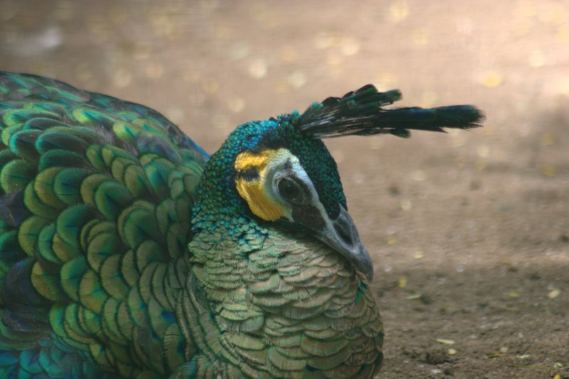 Зелёный Павлин / Pavo muticus