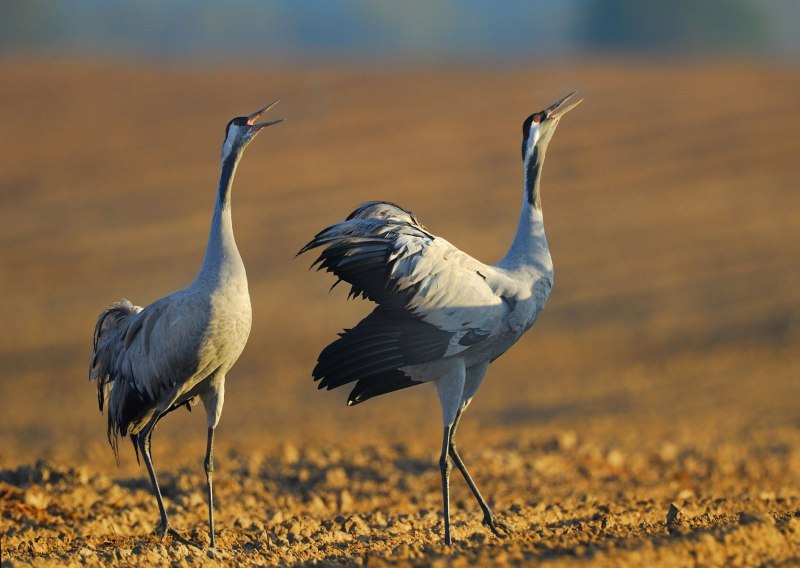 Японский (Уссурийский) журавль Grus japonensis
