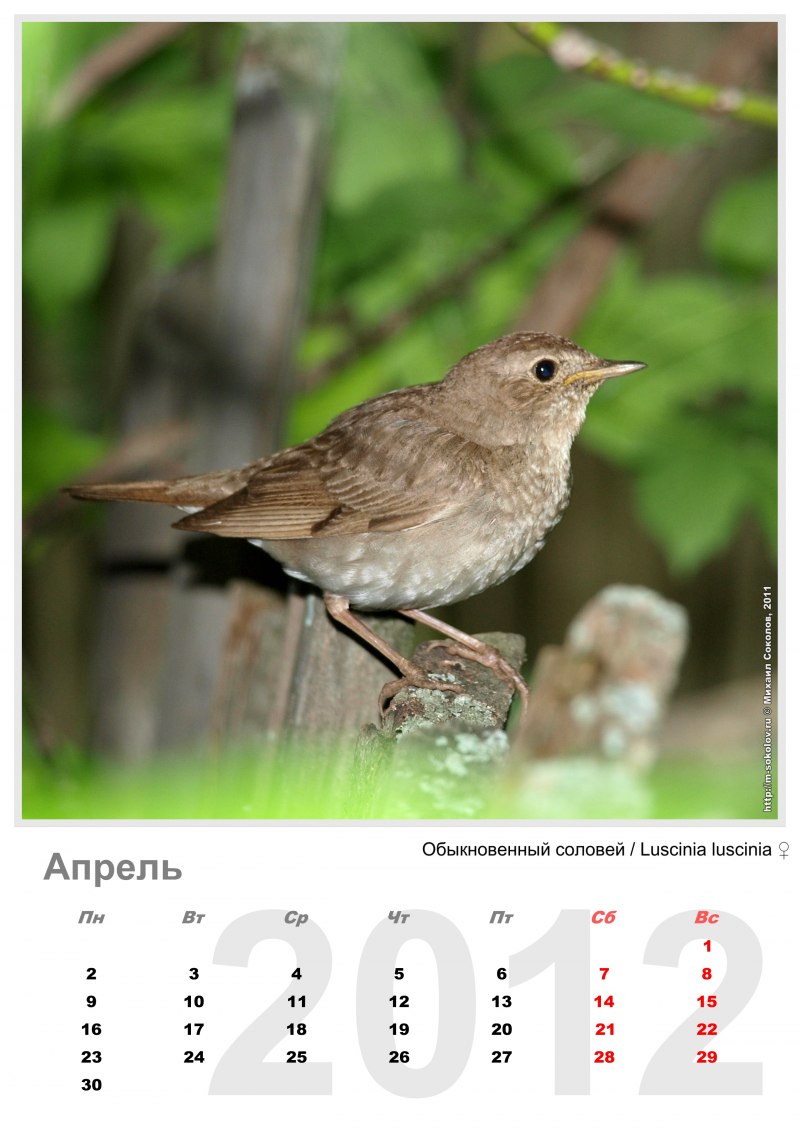 Соловей-красношейка Luscinia Calliope
