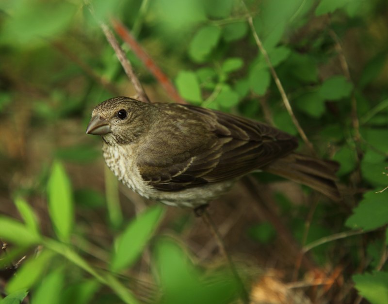 Варакушка / Luscinia svecica самка
