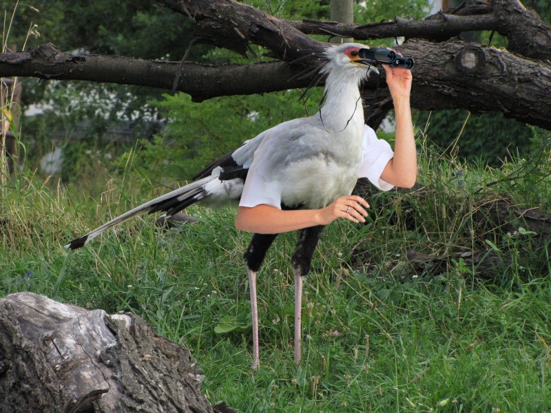 Желтоклювый Аист