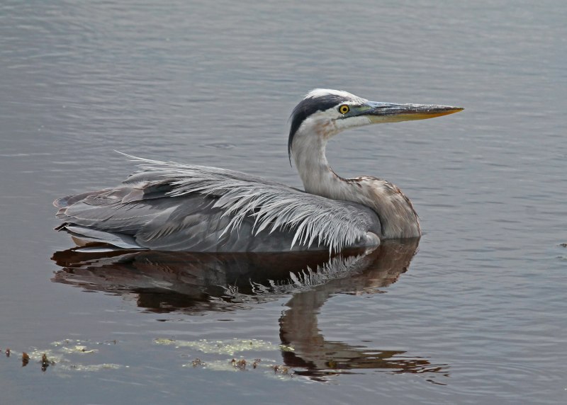 Great Blue Heron птица