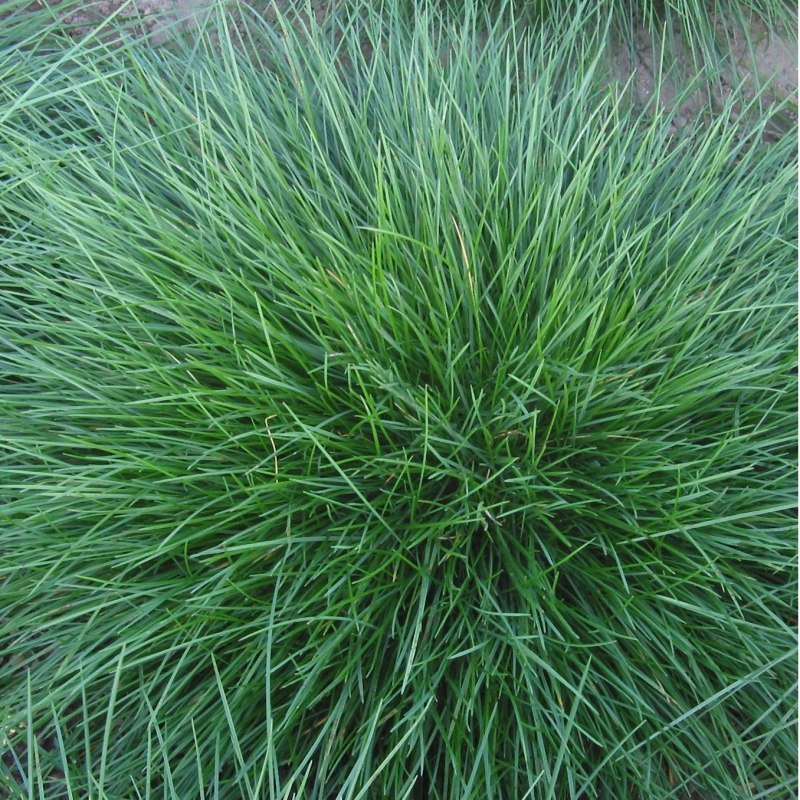 Овсяница сизая Blauglut