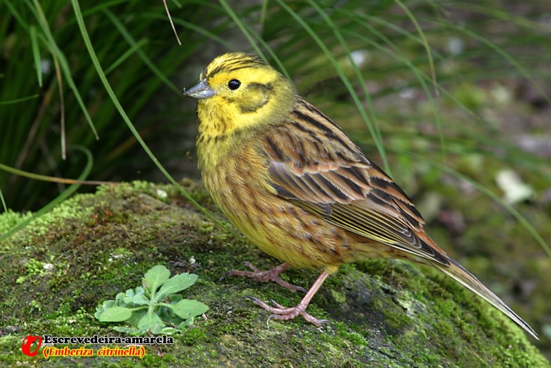 Emberiza citrinella