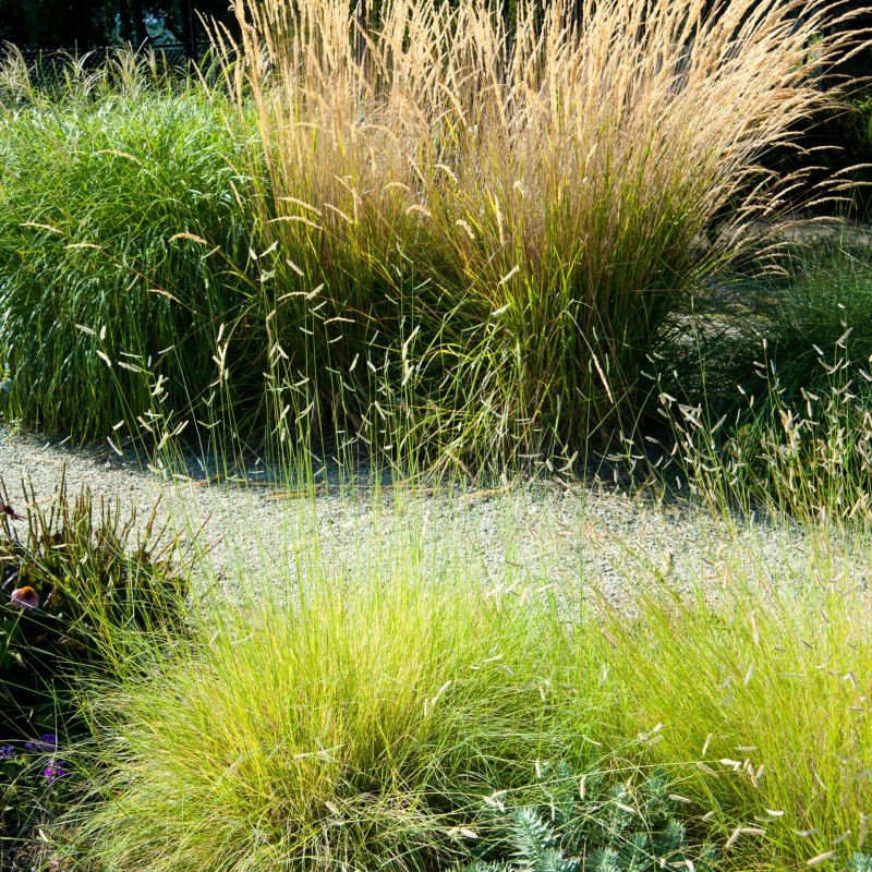 Festuca glauca intense Blue