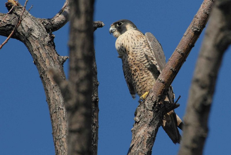 Сокол-Сапсан (Falco peregrinus)