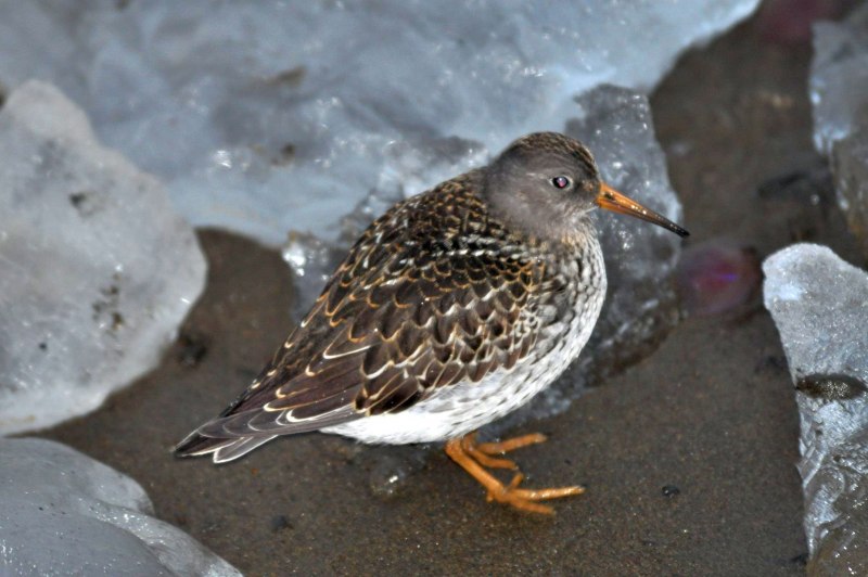 Meadowlark птица