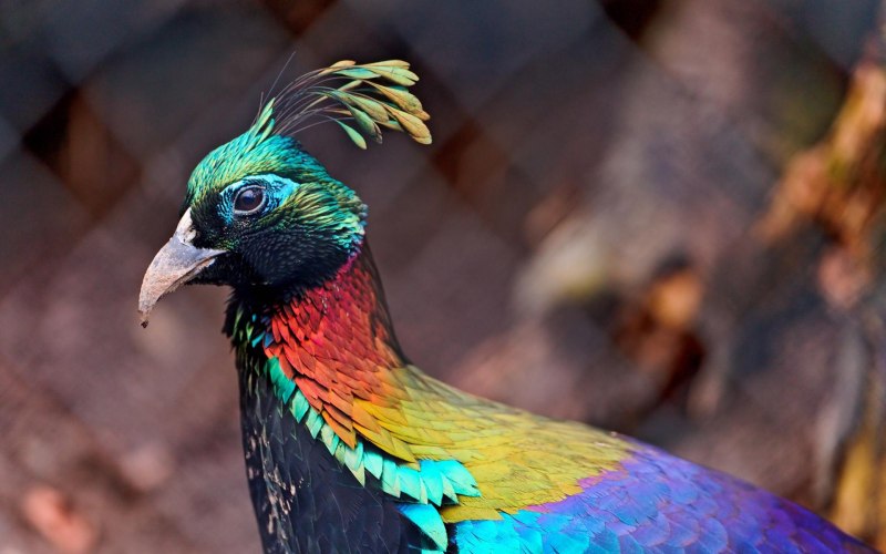 Ring-necked Pheasant