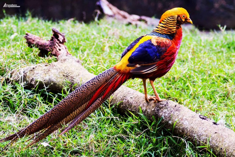 Золотой фазан Chrysolophus pictus