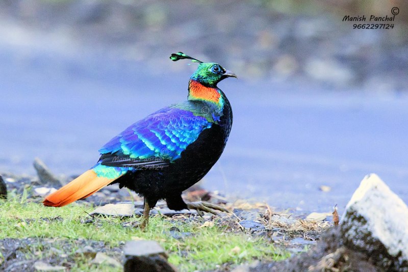 Yellow Pheasant