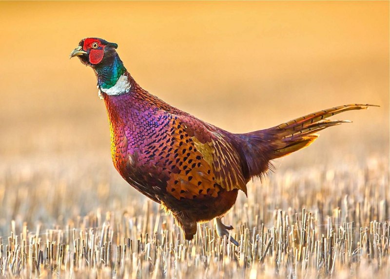 Обои Golden Pheasant