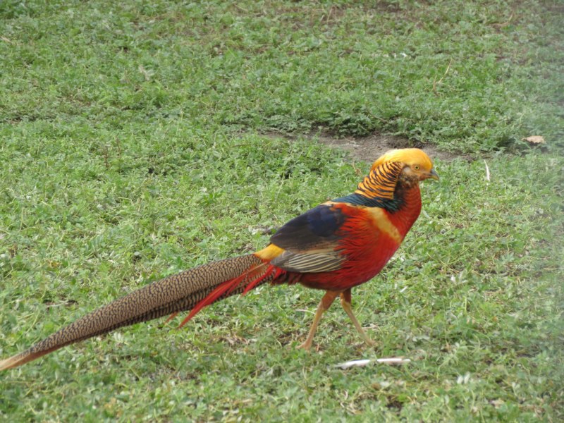 Lophophorus impejanus