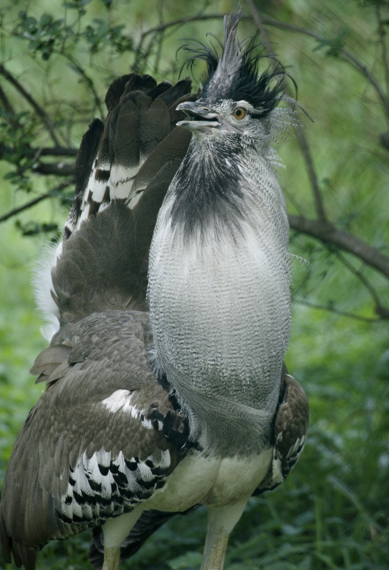 Kori Bustard