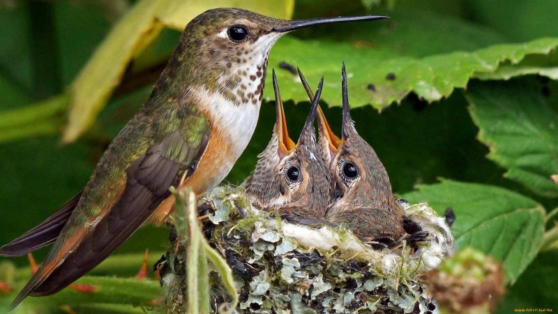 Tiny Bird