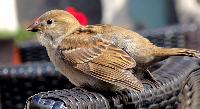 Птица Yellow Rumped Warbler