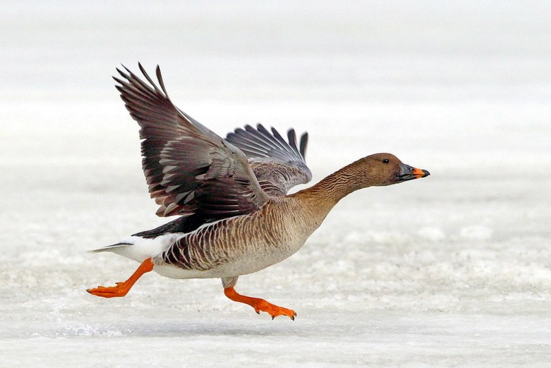 The Pink-Footed Goose (Anser brachyrhynchus)
