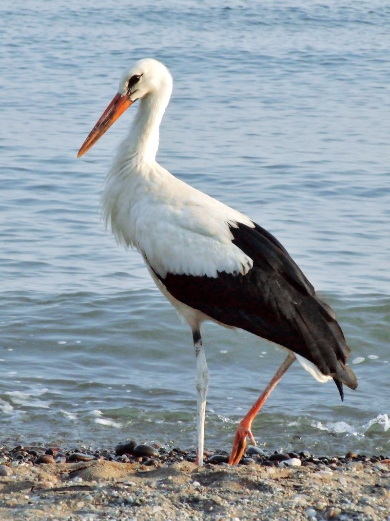 Ciconia Ciconia