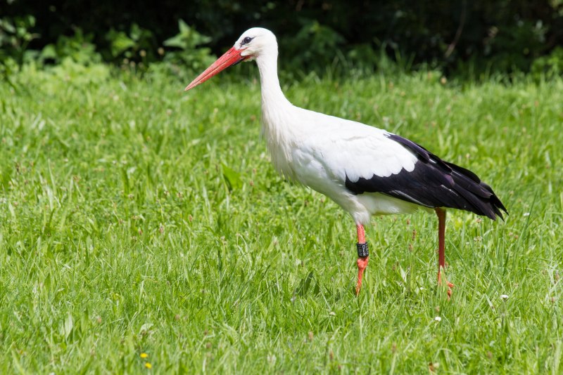 Трофический ареал белого аиста (Ciconia Ciconia)