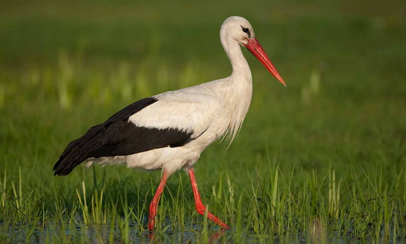 Ciconia Ciconia