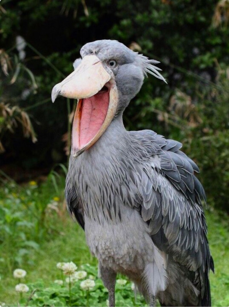 Клюв Чайки