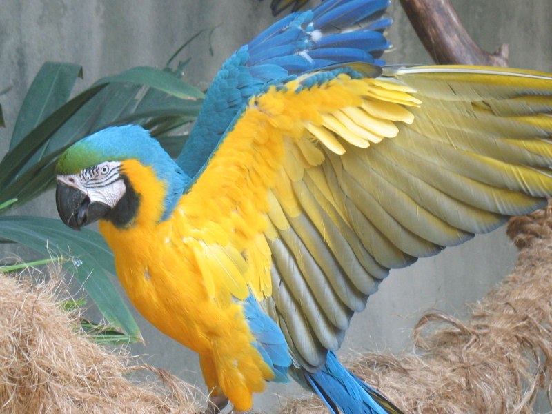 Blue and Gold Macaw