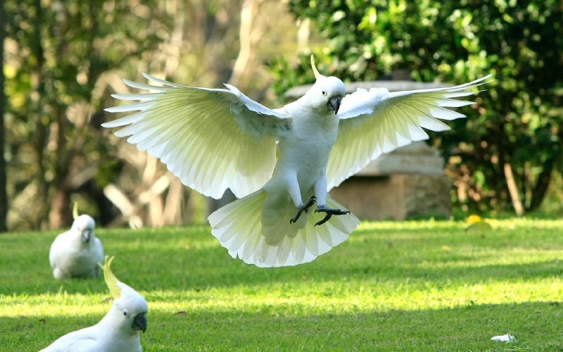 Poicephalus robustus