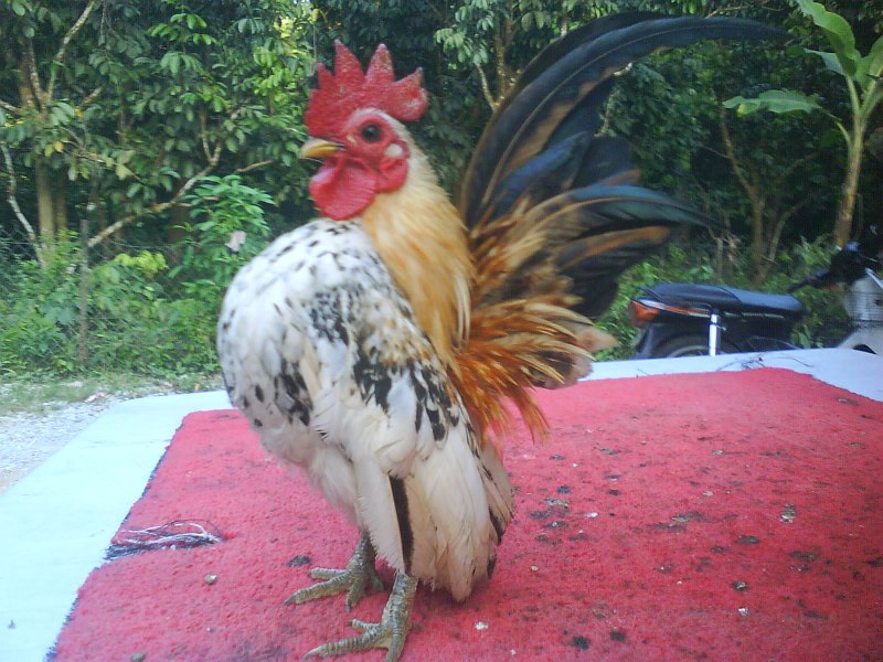 Малазийская Серама