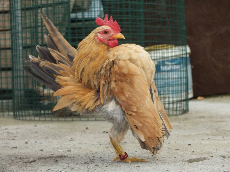 Малазийская Серама