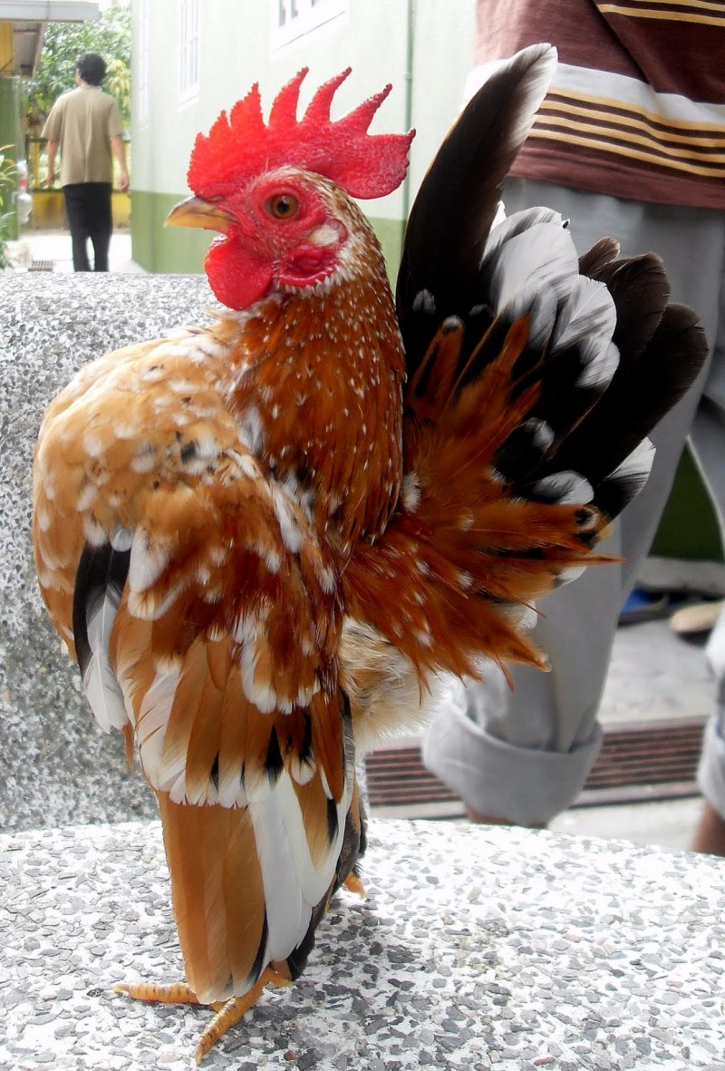 Петух Малазийская Серама