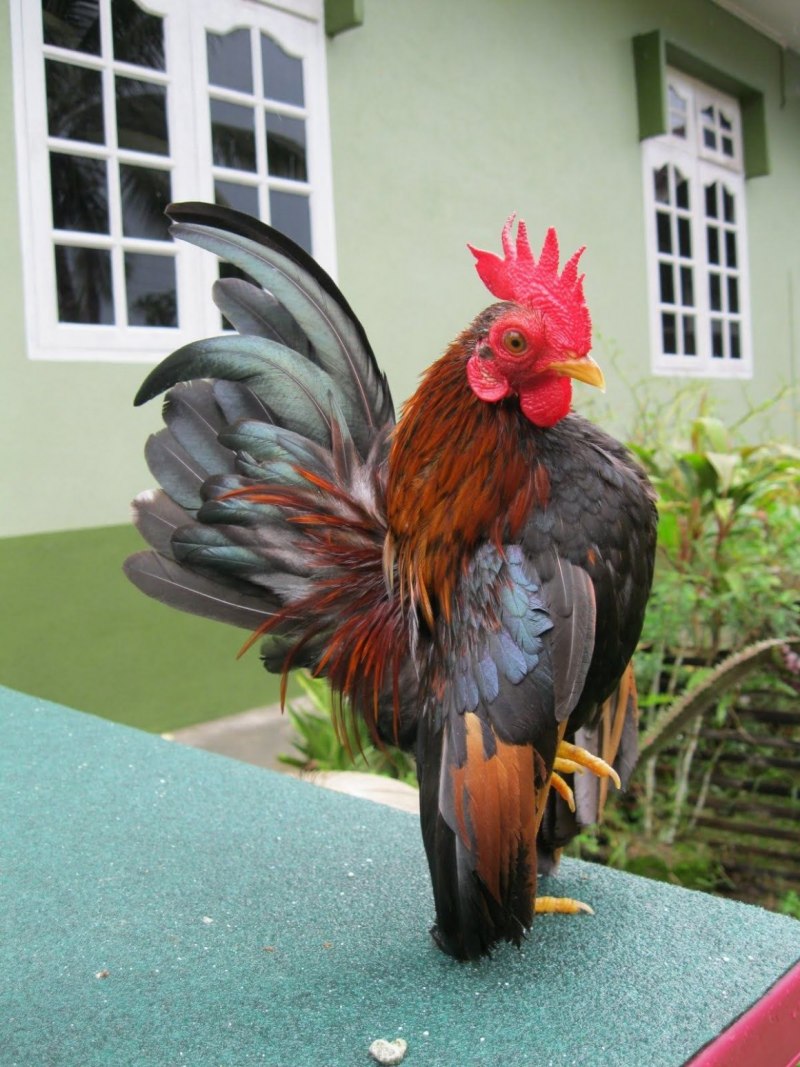 Бентамки Малазийская Серама