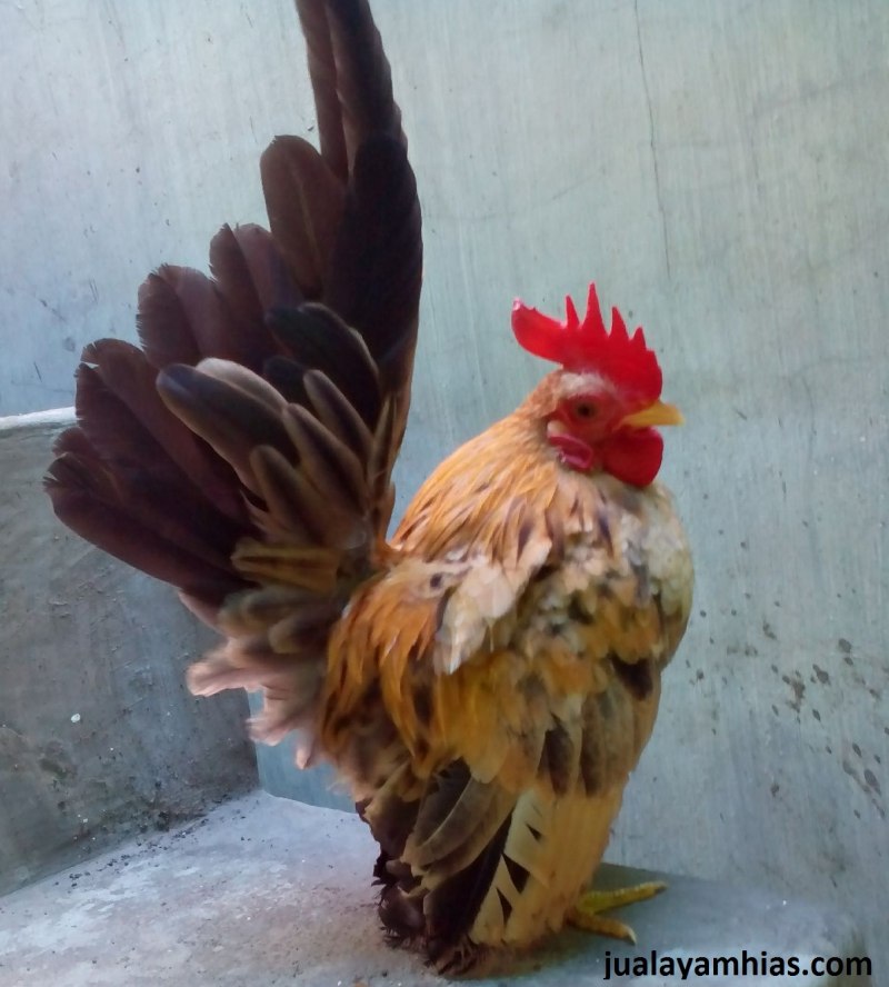 Малоазийские Серама