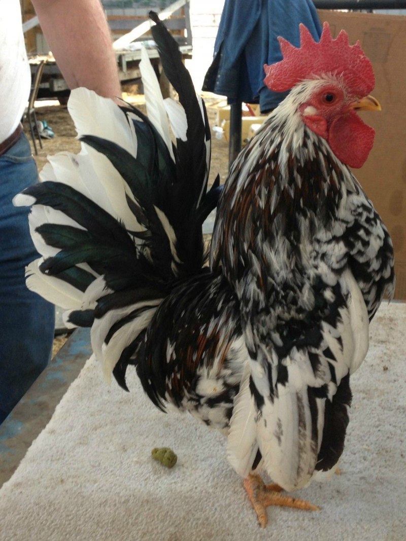 Куры породы Серама