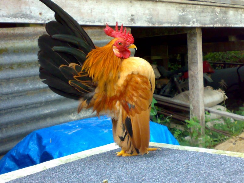 Малайзия Серама