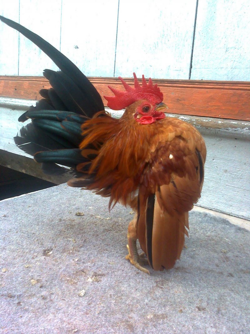 Продам петушка Серама