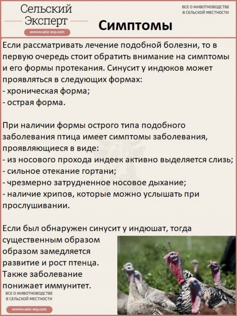 Синусит у попугая