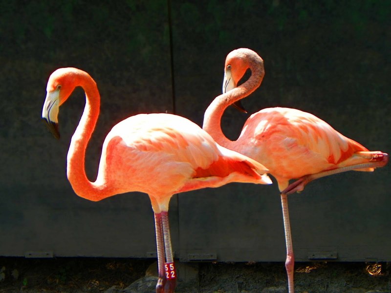 Flamingo PNG