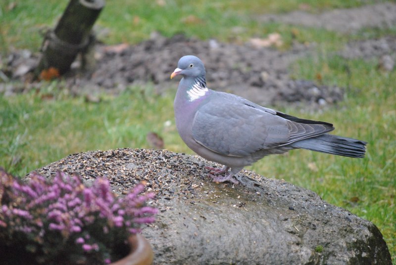 Вяхирь (Columba palumbus)